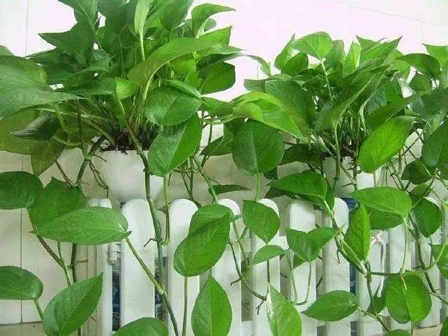 綠蘿放室內還是室外？工程場景擺放避坑指南